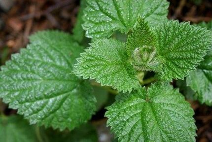 Nettle helps improve efficacy and enhance sexual desire