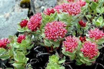 Rhodiola Pink is ready to improve the efficacy of tin agents