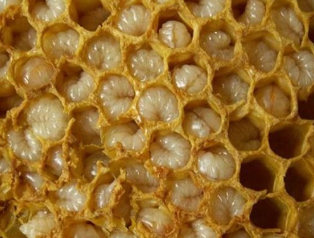 The products of beekeeping